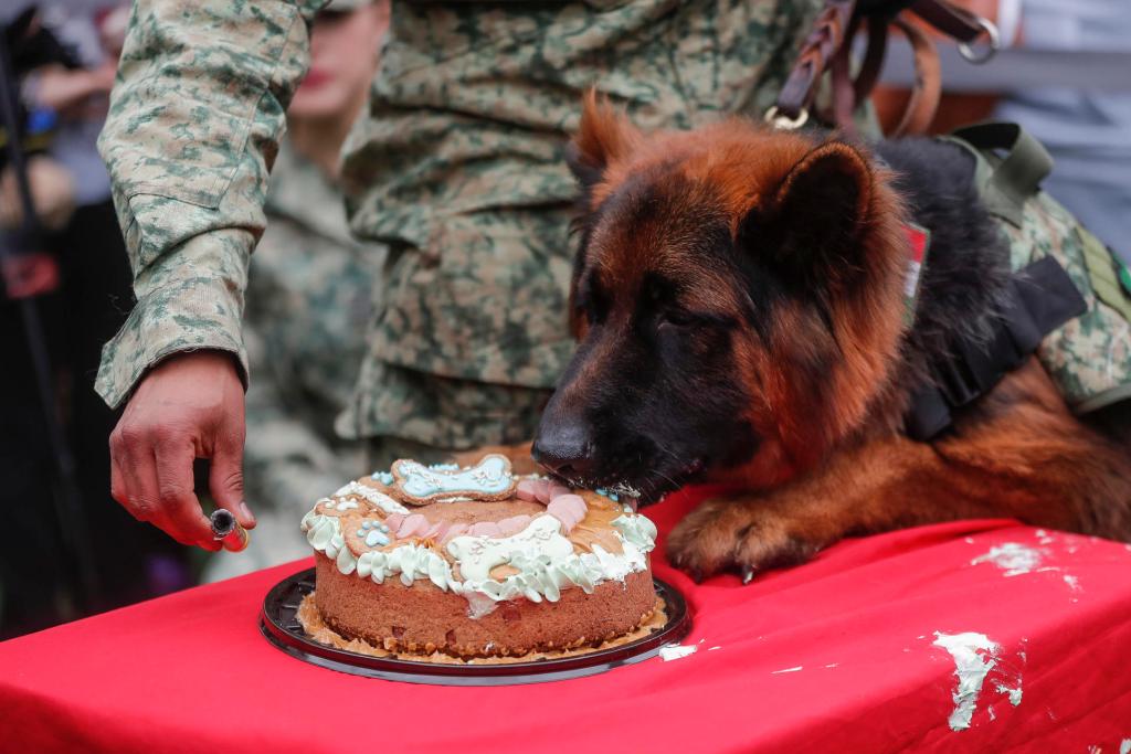 Ejército celebra primer cumpleaños de Arkadas, perro rescatista donado por Turquía - primer-cumpleanos-de-arkadas-1024x683